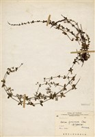 藏品(圓葉豬殃殃)的圖片